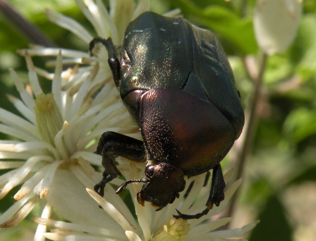 Cetoniidae da id. dalla Grecia